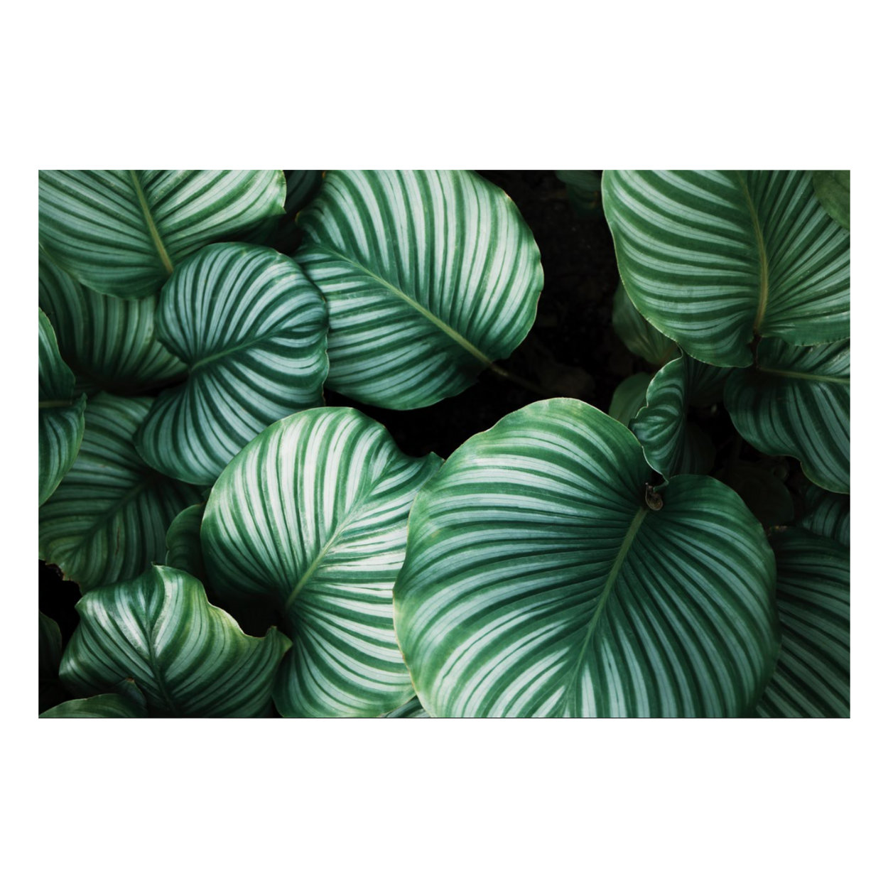 Zela Tropical Leaves Placemats 25pk (Case of 2)